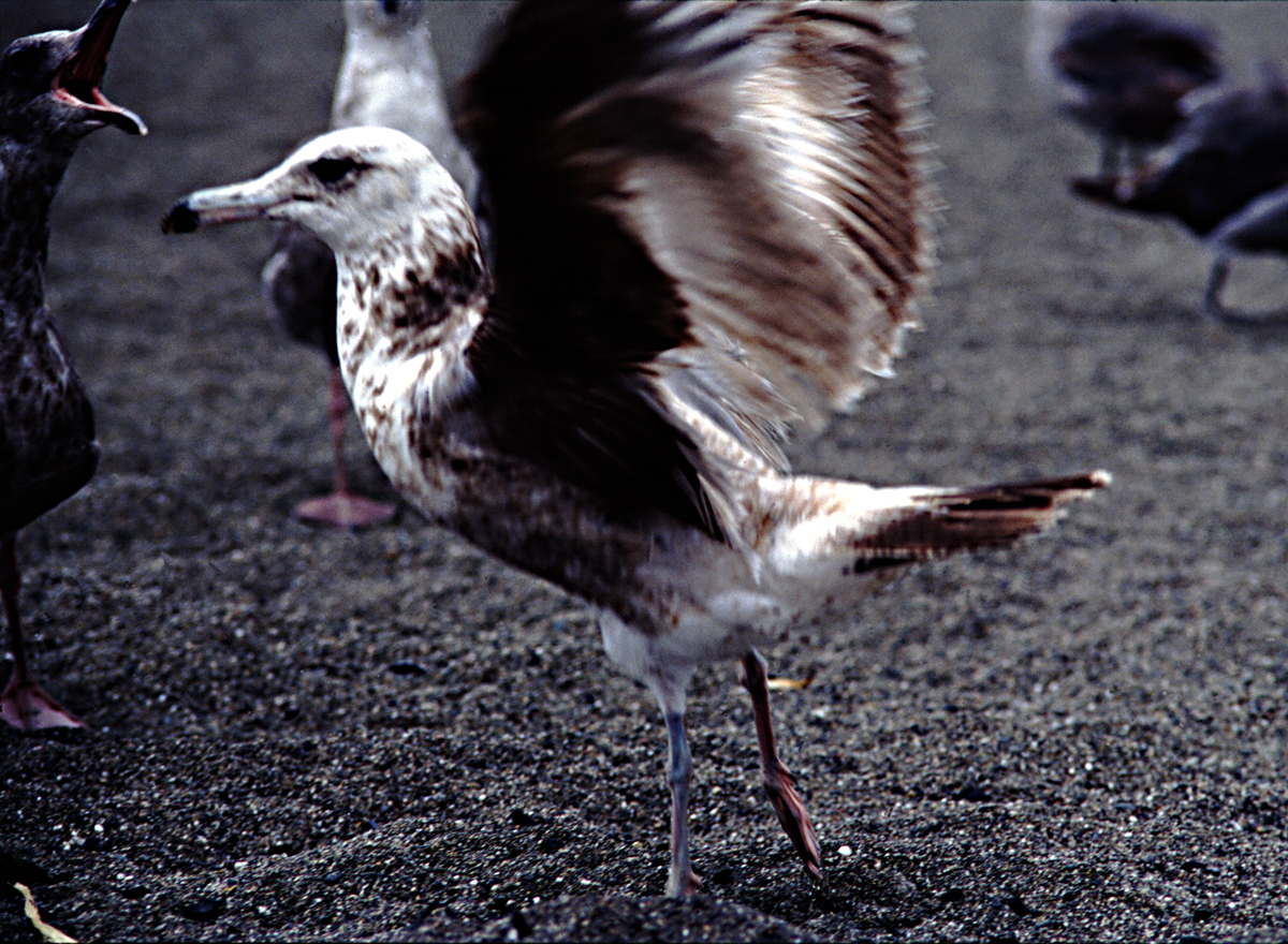 seagull flapping